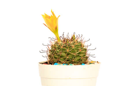 flower cactus in pots on White background and isolatedの写真素材