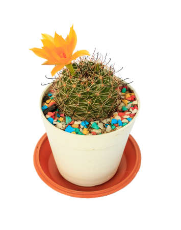 flower cactus in pots on White background and isolatedの写真素材