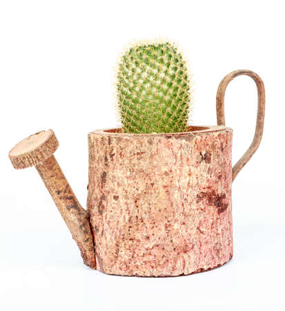 cactus in pots on White background and isolatedの写真素材
