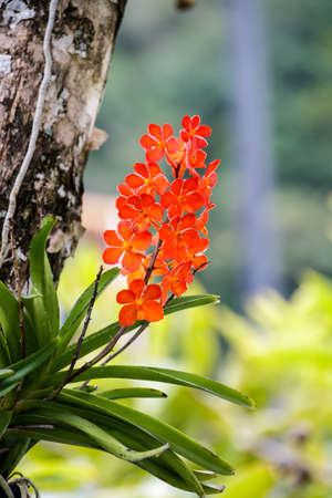 Red Ascocentrum curvifolium orchidの写真素材