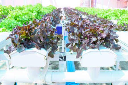 Hydroponic Lettuce Vegetableの写真素材