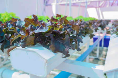 Hydroponic Lettuce Vegetableの写真素材