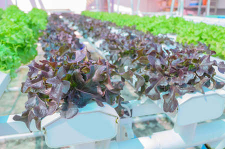 Hydroponic Lettuce Vegetableの写真素材