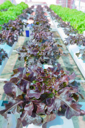 Hydroponic Lettuce Vegetableの写真素材