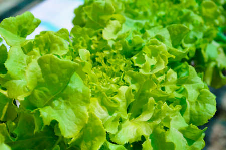 Hydroponic Lettuce Vegetableの写真素材