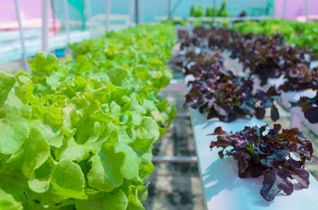 Hydroponic Lettuce Vegetableの写真素材