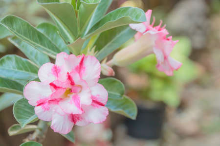 Tropical pink flower Desert rose (Adenium)の写真素材