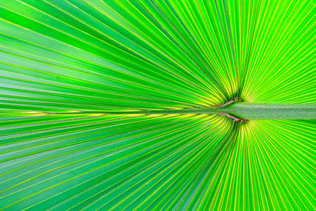 Texture of palm leaves green used background.の写真素材