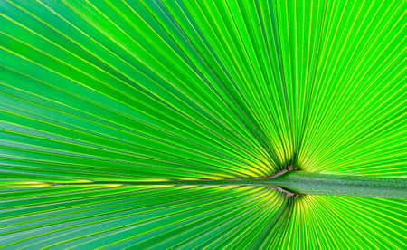 Texture of palm leaves green used background.の写真素材