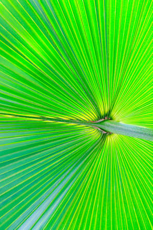 Texture of palm leaves green used background.の写真素材