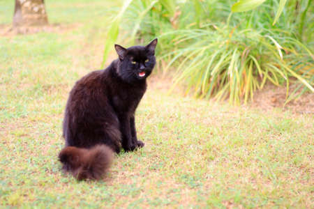 Beautiful black cat  in the garden.の写真素材