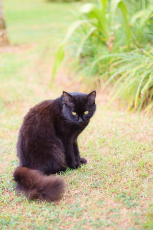 Beautiful black cat  in the garden.の写真素材
