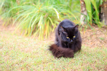 Beautiful black cat  in the garden.の写真素材