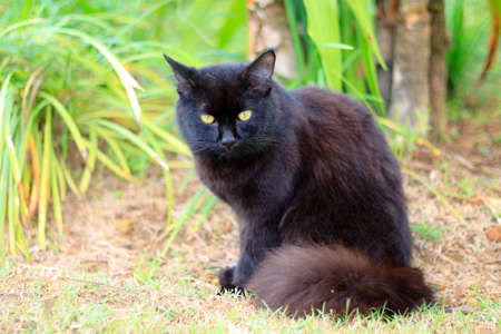 Beautiful black cat  in the garden.の写真素材