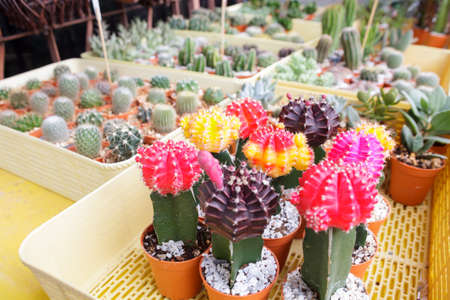 colorful cactus in the potted background.の写真素材