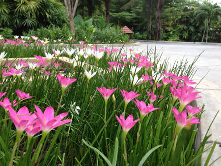 Pink flower in the gardenの素材
