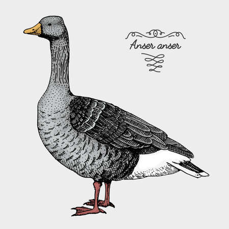 hand drawn vector realistic bird, sketch graphic style, goose domesticus, anserのイラスト素材