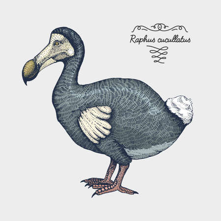 hand drawn vector realistic bird, sketch graphic style, dodo bird, raphus cucculatus, extinct speciesのイラスト素材