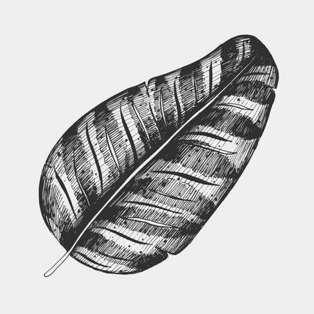 Vector tropical palm leaves, jungle leaves set isolated on white background, hand drawn illustrationのイラスト素材