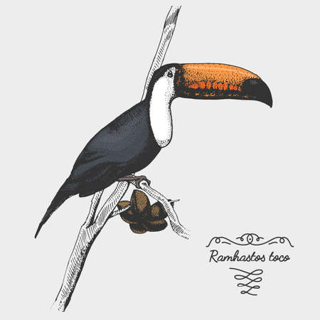 hand drawn vector realistic bird, sketch graphic style,toco toucan, ramphastos tocoのイラスト素材