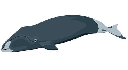 marine icon with cartoon flat whale isolated on whiteのイラスト素材