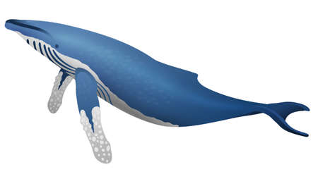 marine icon with cartoon flat whale isolated on whiteのイラスト素材