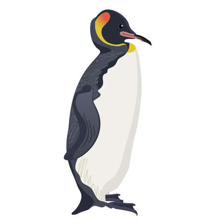 king penguin cartoon detalised bird isolated on white backgroundのイラスト素材