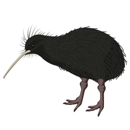 kiwi bird cartoon detalised bird isolated on white backgroundのイラスト素材