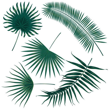 Vector tropical palm leaves, jungle leaves set isolated on white backgroundのイラスト素材