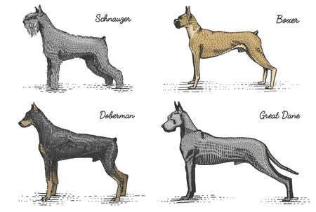 dog breeds engraved, hand drawn vector illustration in woodcut scratchboard style, vintage drawing species.のイラスト素材