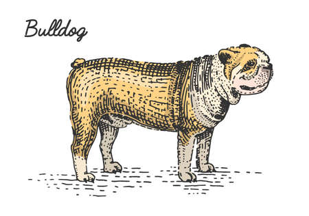 dog breed engraved, hand drawn vector illustration in woodcut scratchboard style, vintage species.のイラスト素材