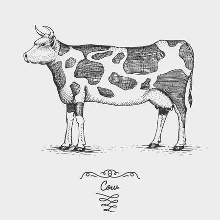 cow engraved, hand drawn vector illustration in woodcut scratchboard style, vintage drawing species.のイラスト素材