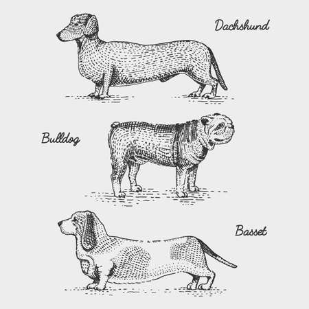 dog breed engraved, hand drawn vector illustration in woodcut scratchboard style, vintage species.のイラスト素材