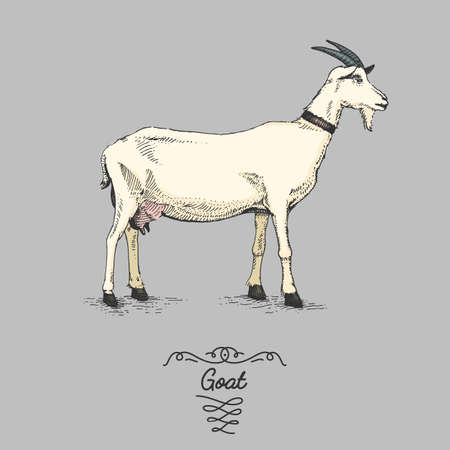 goat engraved, hand drawn vector illustration in woodcut scratchboard style, vintage drawing species.のイラスト素材