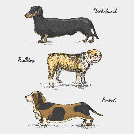 dog breed engraved, hand drawn vector illustration in woodcut scratchboard style, vintage species.のイラスト素材