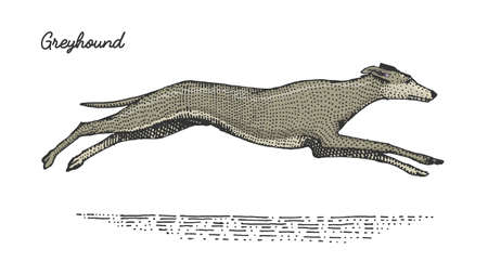 dog breed engraved, hand drawn vector illustration in woodcut scratchboard style, vintage species.のイラスト素材