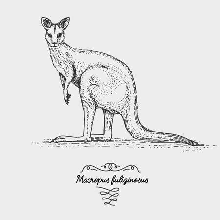 The western grey kangaroo engraved, hand drawn vector illustration in woodcut scratchboard style, vintage drawing species.のイラスト素材
