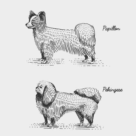 dog breeds engraved, hand drawn vector illustration in woodcut scratchboard style, vintage species. papillon and pekingeseのイラスト素材