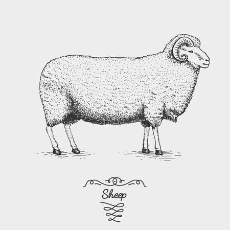 sheep farm engraved, hand drawn vector illustration in woodcut scratchboard style, vintage drawing domestic animalのイラスト素材