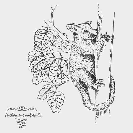 Common Brushtail Possum Trichosurus vulpecula engraved, hand drawn vector illustration in woodcut scratchboard style, vintage drawing australian species.のイラスト素材