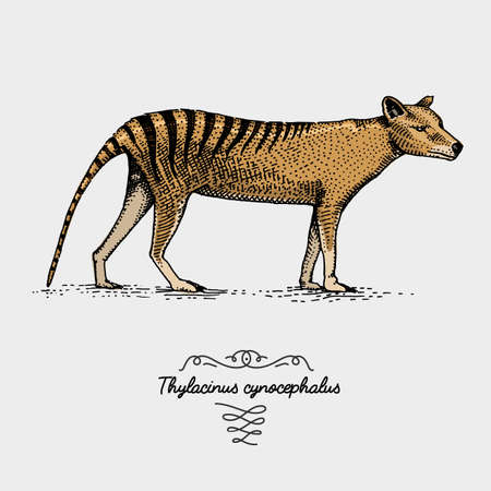 Tasmanian wolf Thylacinus cynocephalus engraved, hand drawn vector illustration in woodcut scratchboard style, vintage drawing australian extinct speciesのイラスト素材