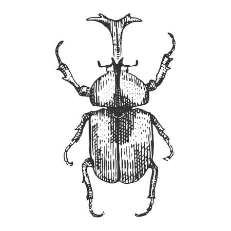 beetle, insect species isolated engraved, hand drawn animal in vintage styleのイラスト素材