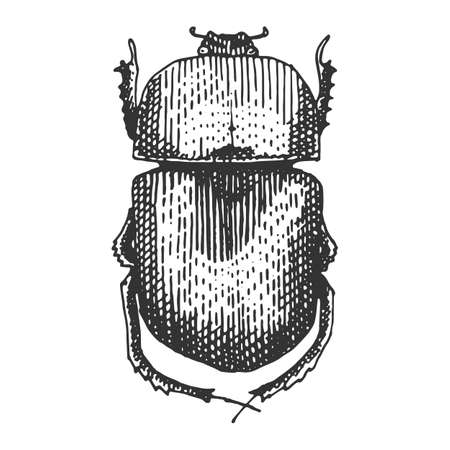 beetle, insect species isolated engraved, hand drawn animal in vintage styleのイラスト素材