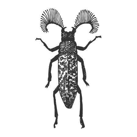 beetle, insect species isolated engraved, hand drawn animal in vintage styleのイラスト素材