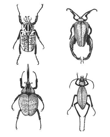 big set of insects bugs beetles and bees many species in vintage old hand drawn style engraved illustration woodcutのイラスト素材