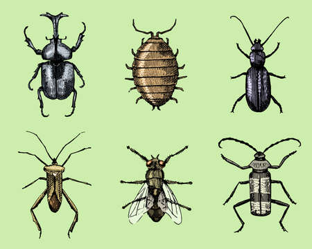 big set of insects bugs beetles and bees many species in vintage old hand drawn style engraved...