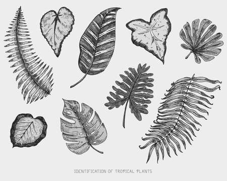 Engraved, hand drawn tropical or exotic leaves isolated, leaf of different vintage looking plants. monstera and fern, palm with banana botany set.のイラスト素材