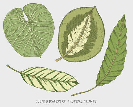 Engraved, hand drawn tropical or exotic leaves isolated, leaf of different vintage looking plants. monstera and fern, palm with banana botany set.のイラスト素材