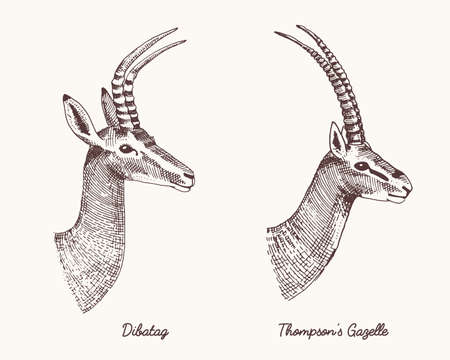antelopes dibatag and thompsons gazelle vector hand drawn illustration, engraved wild animals with antlers or horns vintage looking heads side viewのイラスト素材