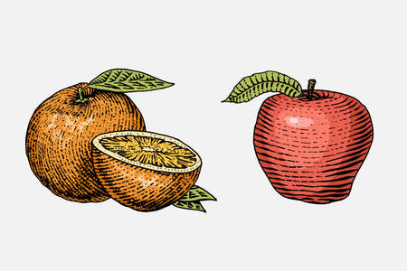 set of hand drawn, engraved fresh fruits, vegetarian food, plants, vintage looking orange and red appleのイラスト素材